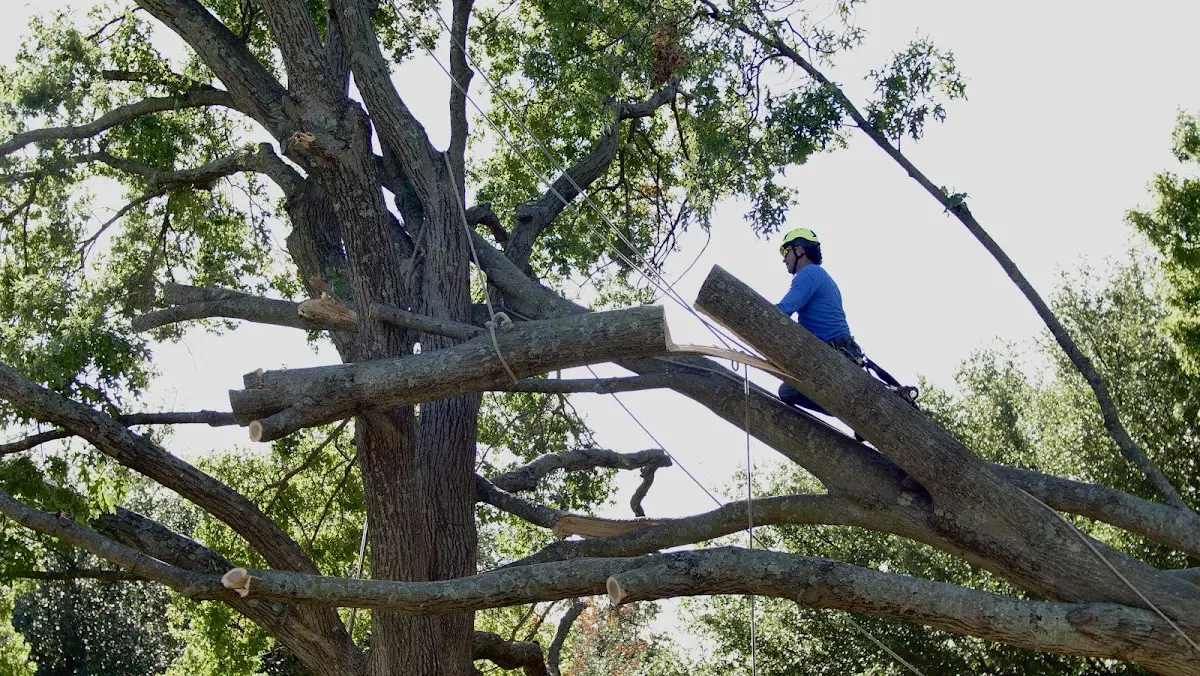 Professional Hazardous Tree Removal performed by certified arborists in North Scituate