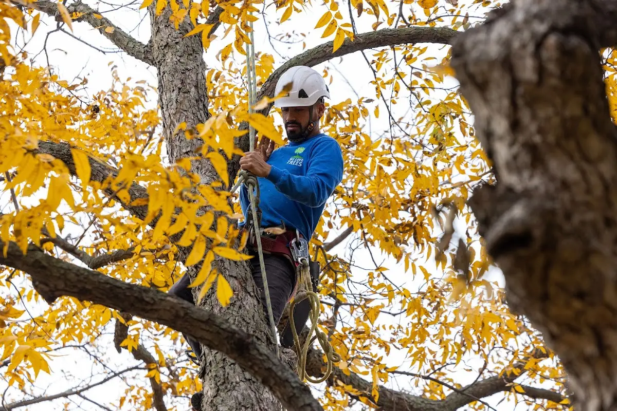 Skilled Tree Pruning crew working in North Scituate